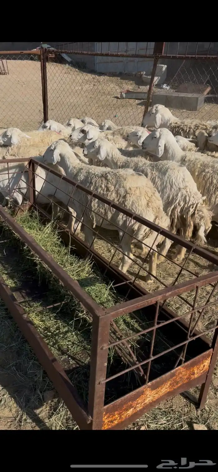 ضان حريات دفيع 18(مبيوعه) 9