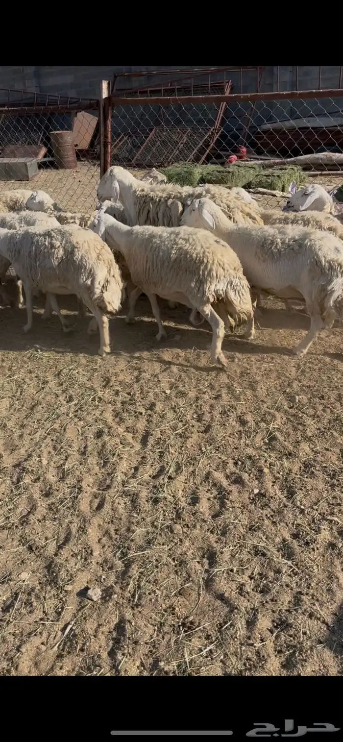 ضان حريات دفيع 18(مبيوعه) 8