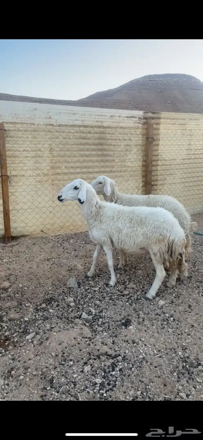 شياه حريات رباع وتامه تم البيع خارج الموقع 0