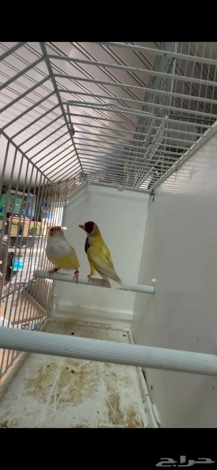 ماشاءالله جوز قولدن منتج 0