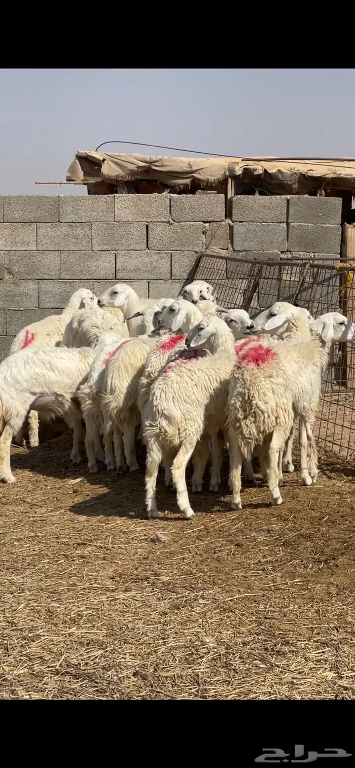 رخال حريات حرش صنف وشرط 0