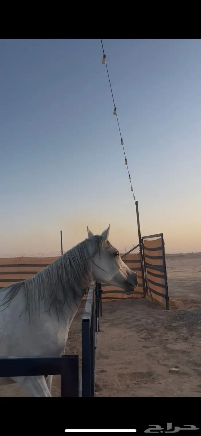 فرس شعبيه لقاح ثقيل قطعه نادره 0