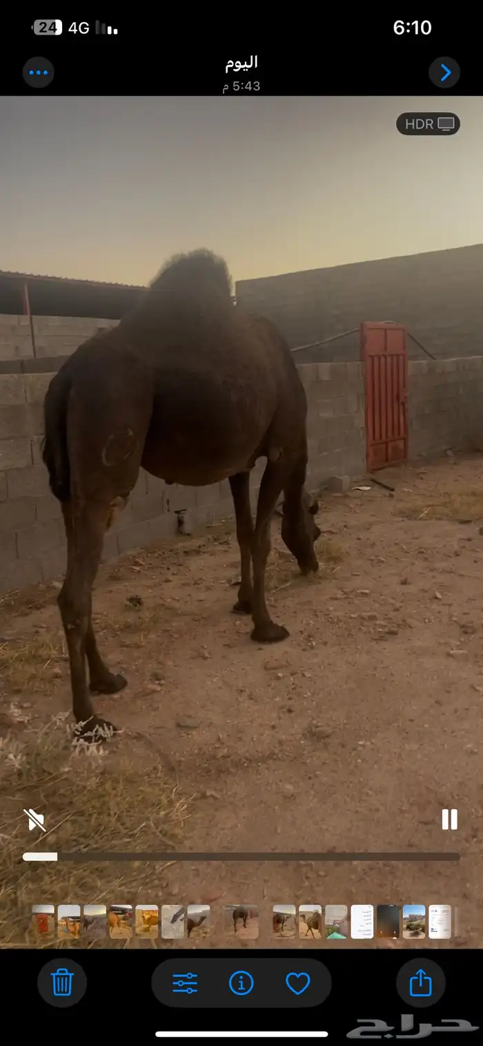 المجهم. لقحه في 7 شهور. رباع مشروطه من كل عيوب الحمراء 0