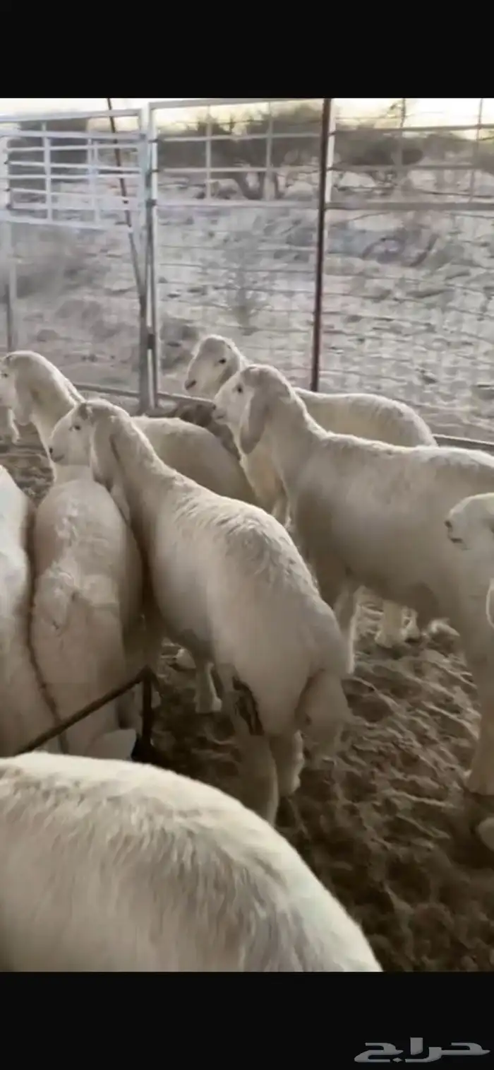 طليان مشاريع فحول 0