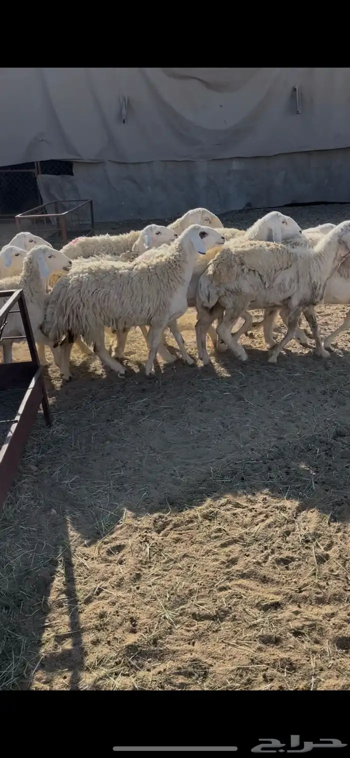 ضان حريات دفيع 18(مبيوعه) 1