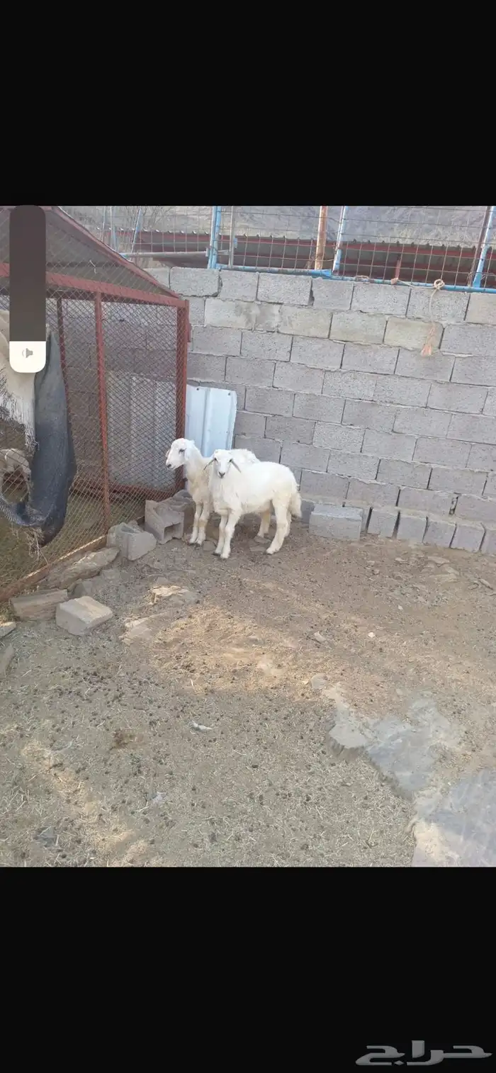 طليان العدد 2 1