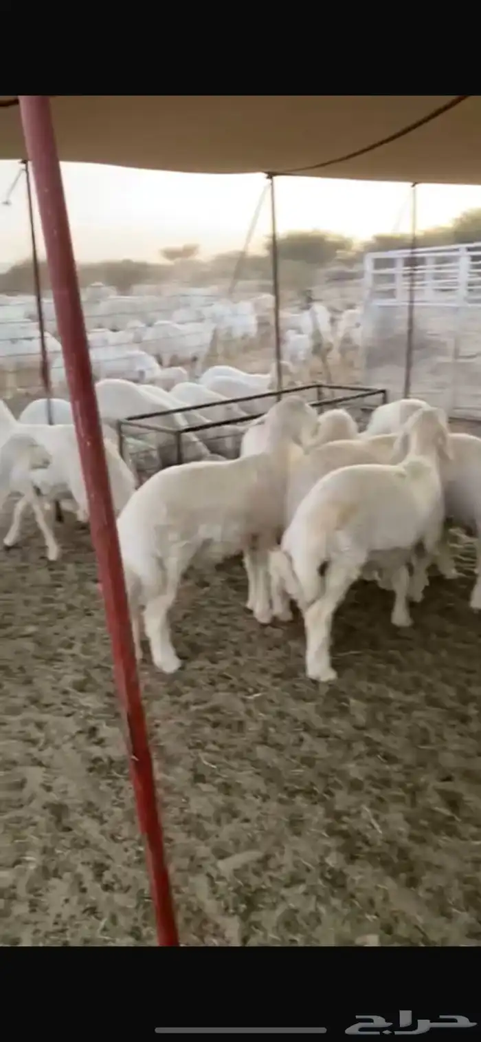 طليان مشاريع فحول 3