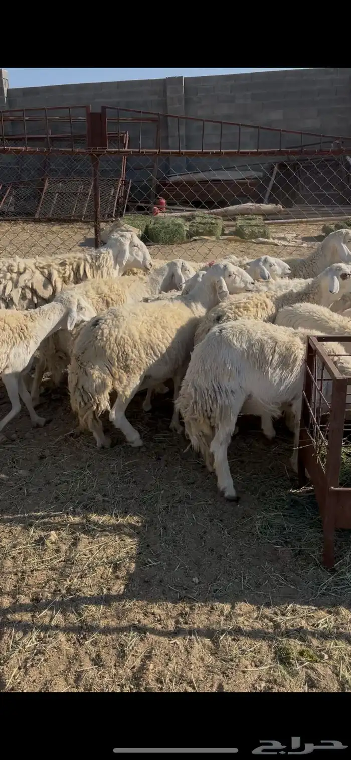 ضان حريات دفيع 18(مبيوعه) 2