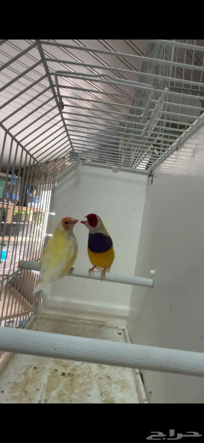 ماشاءالله جوز قولدن منتج 1