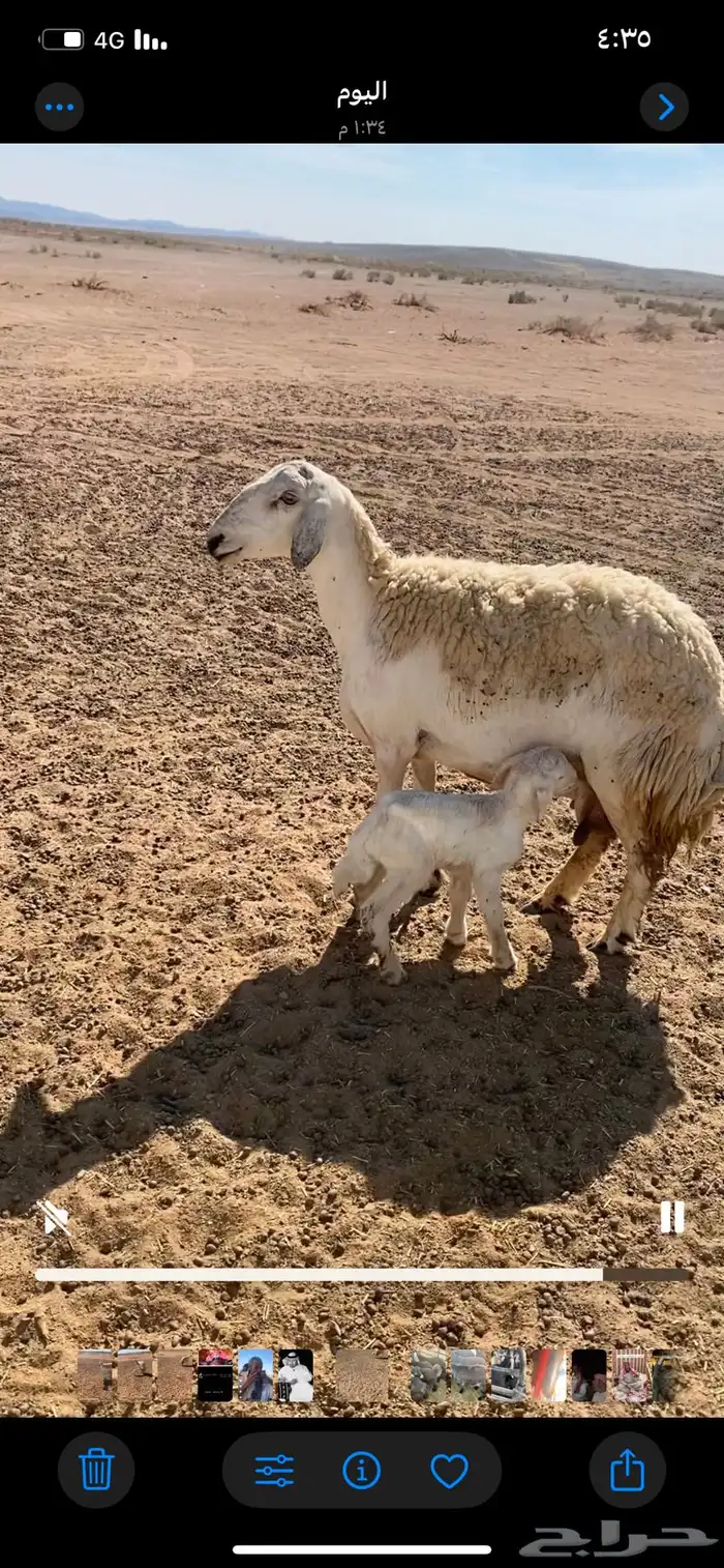 حريه سدس معها خروف سلم وروم 0