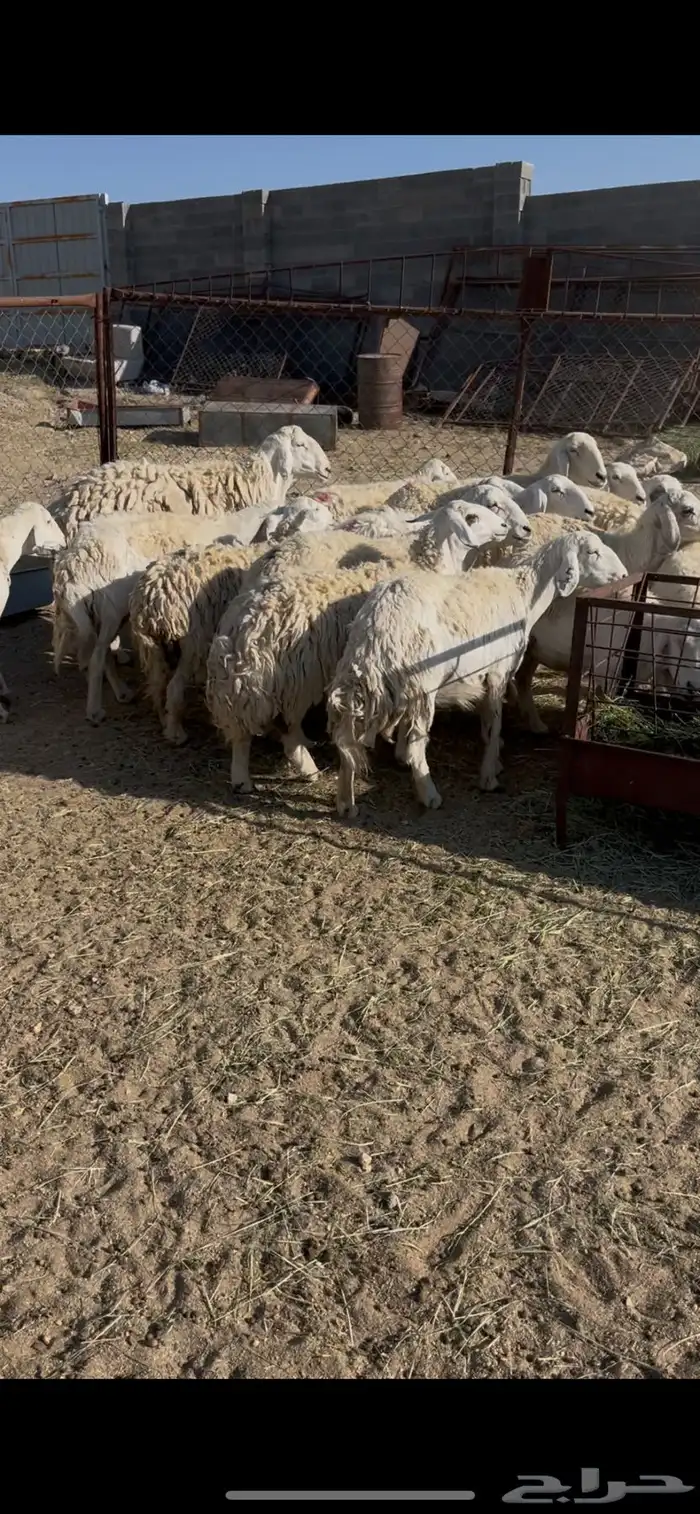 ضان حريات دفيع 18(مبيوعه) 3