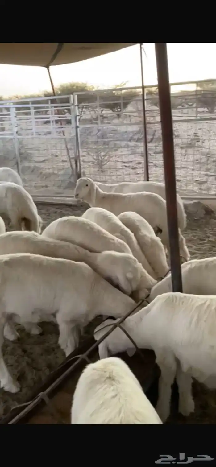 طليان مشاريع فحول 1