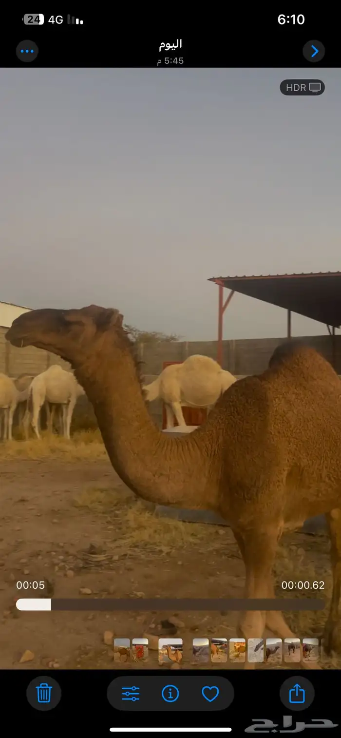 المجهم. لقحه في 7 شهور. رباع مشروطه من كل عيوب الحمراء 4