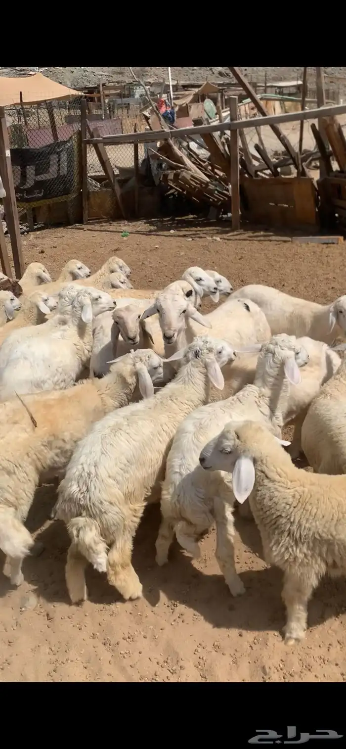 ذبايح طليان و رخال يوجد تقسيط تابي يوج توصيل 2