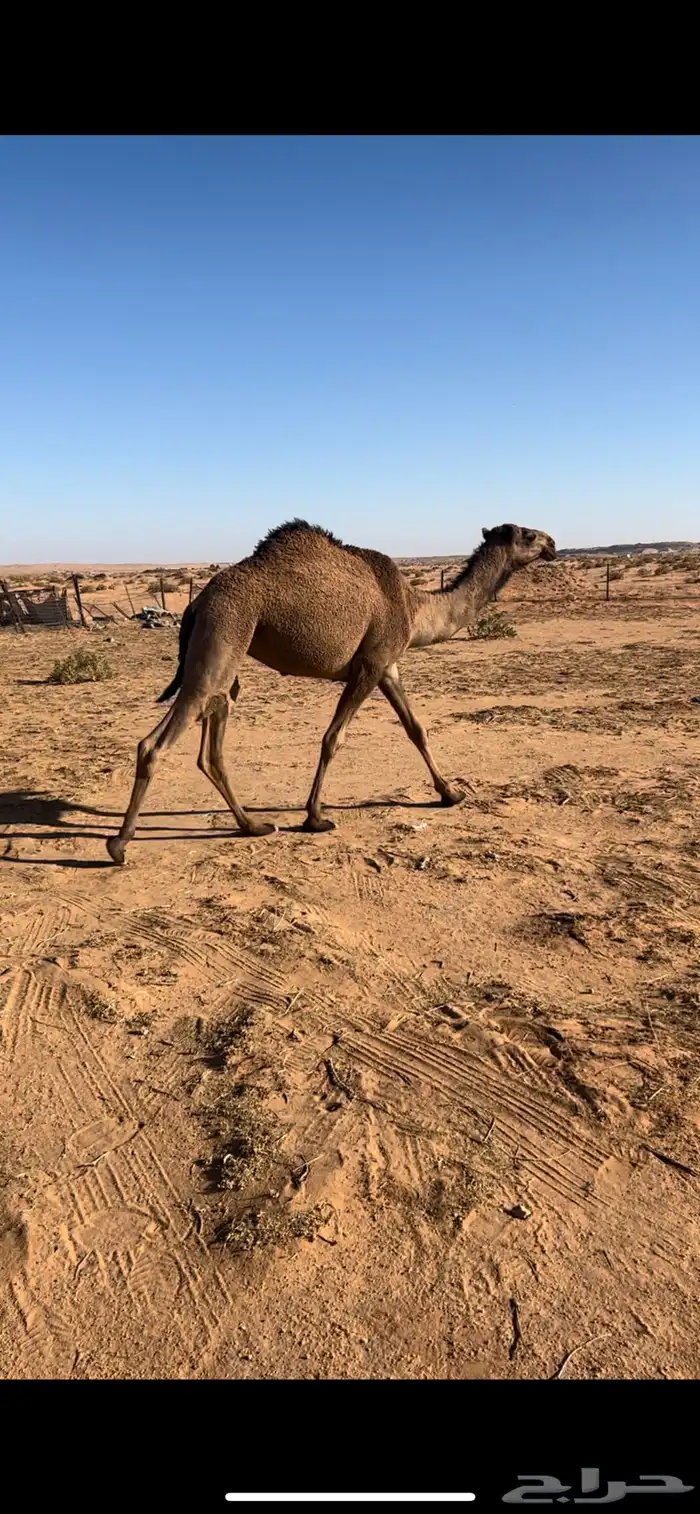 بكره حقه تلقي 0