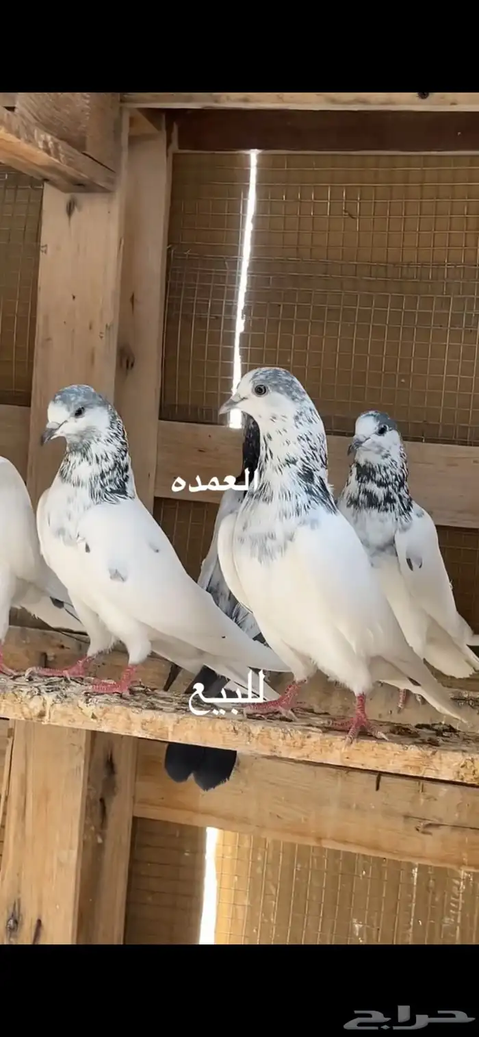 حمام باكستاني 2