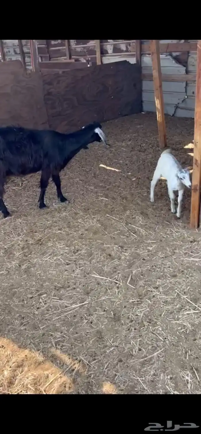 عنر  عارضيه متبوعه بجفره 0