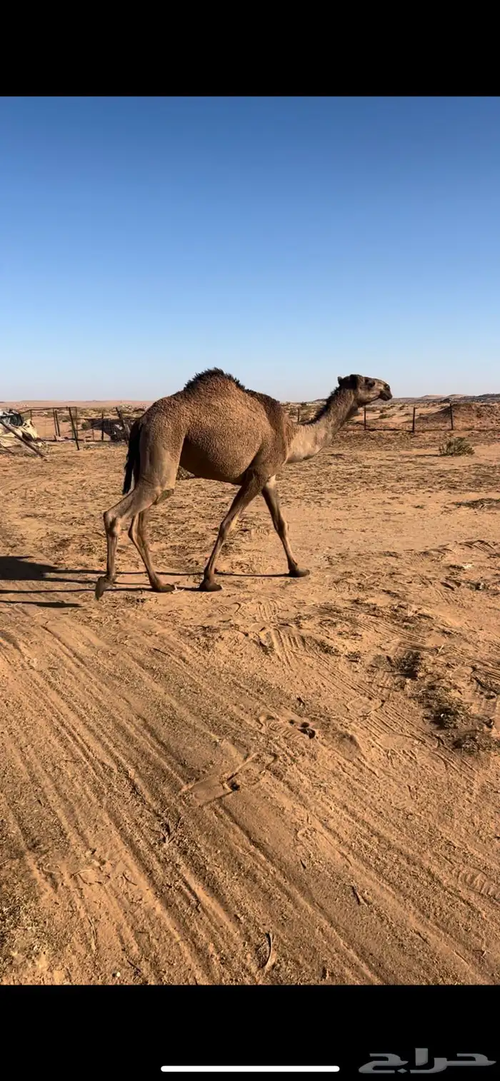 بكره حقه تلقي 1