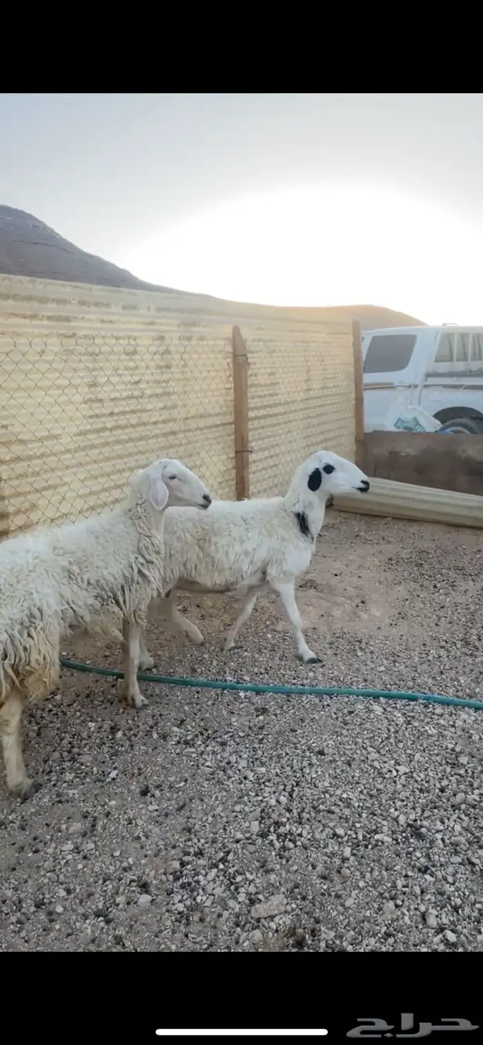 شياه حريات رباع وتامه تم البيع خارج الموقع 3