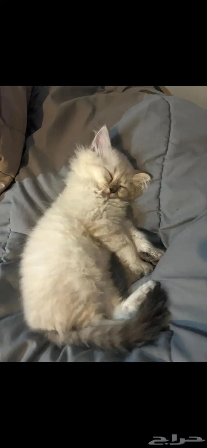 قطط للبيع 2