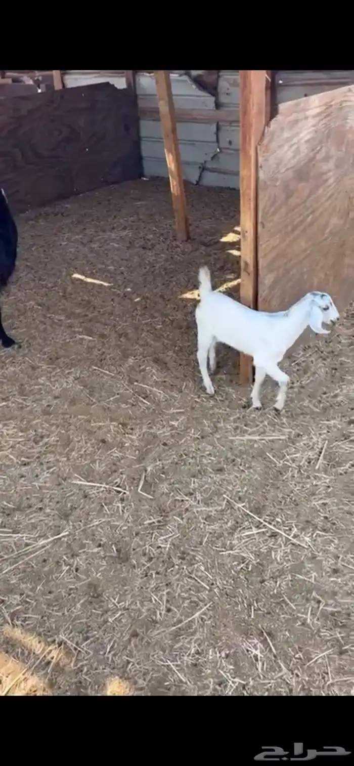 عنر  عارضيه متبوعه بجفره 1