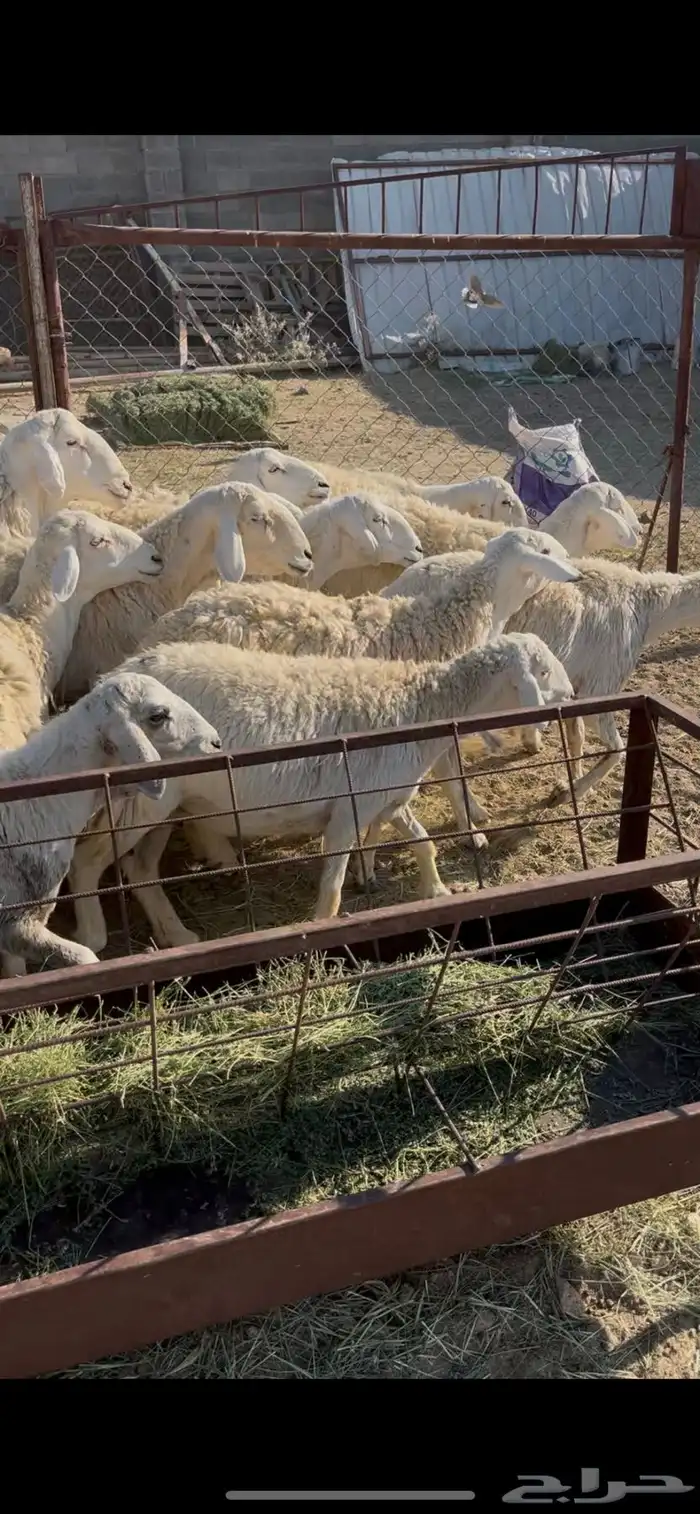 ضان حريات دفيع 18(مبيوعه) 7