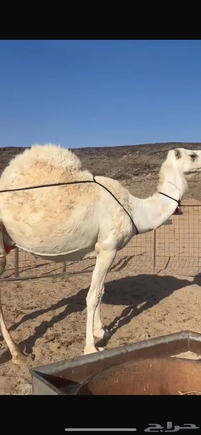 ناقة عفراء ضريبه طيبه بالحيل وبطنها طيب 1