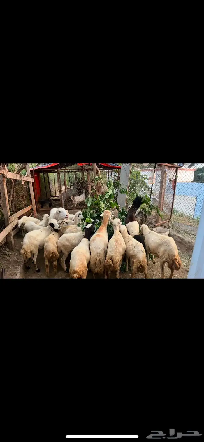 حقو فيفاء نعاج بلدي 0