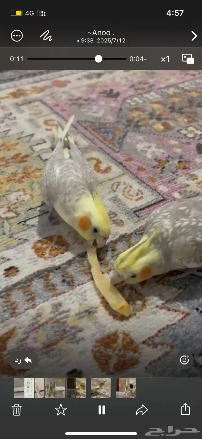 طيور كروان 2