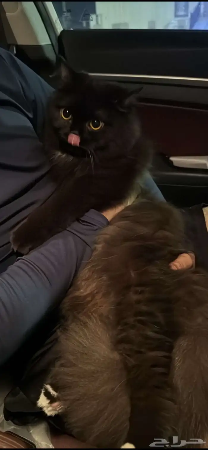 قطط للبيع 10