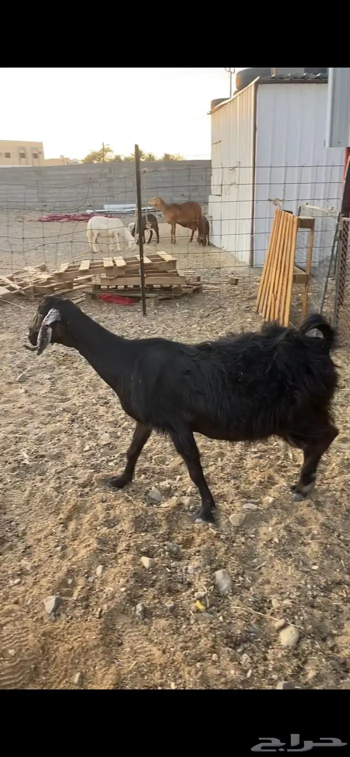 عنز((تم الببيع )) 0