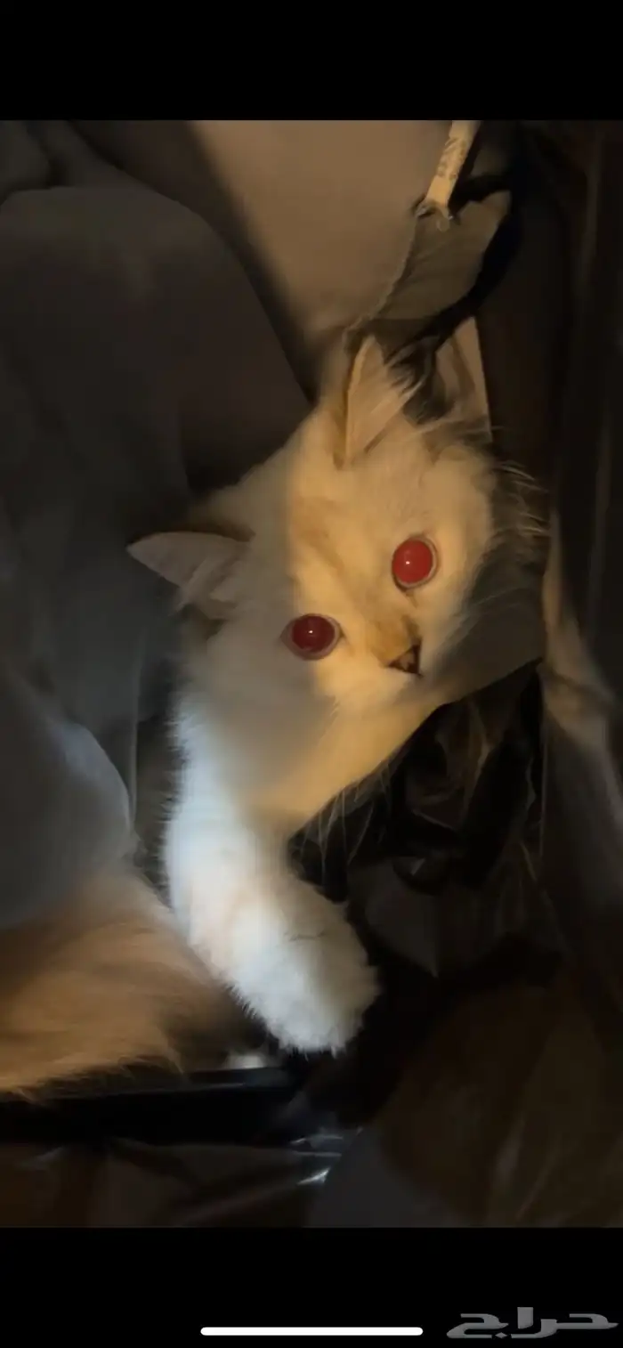 قطط للبيع 9