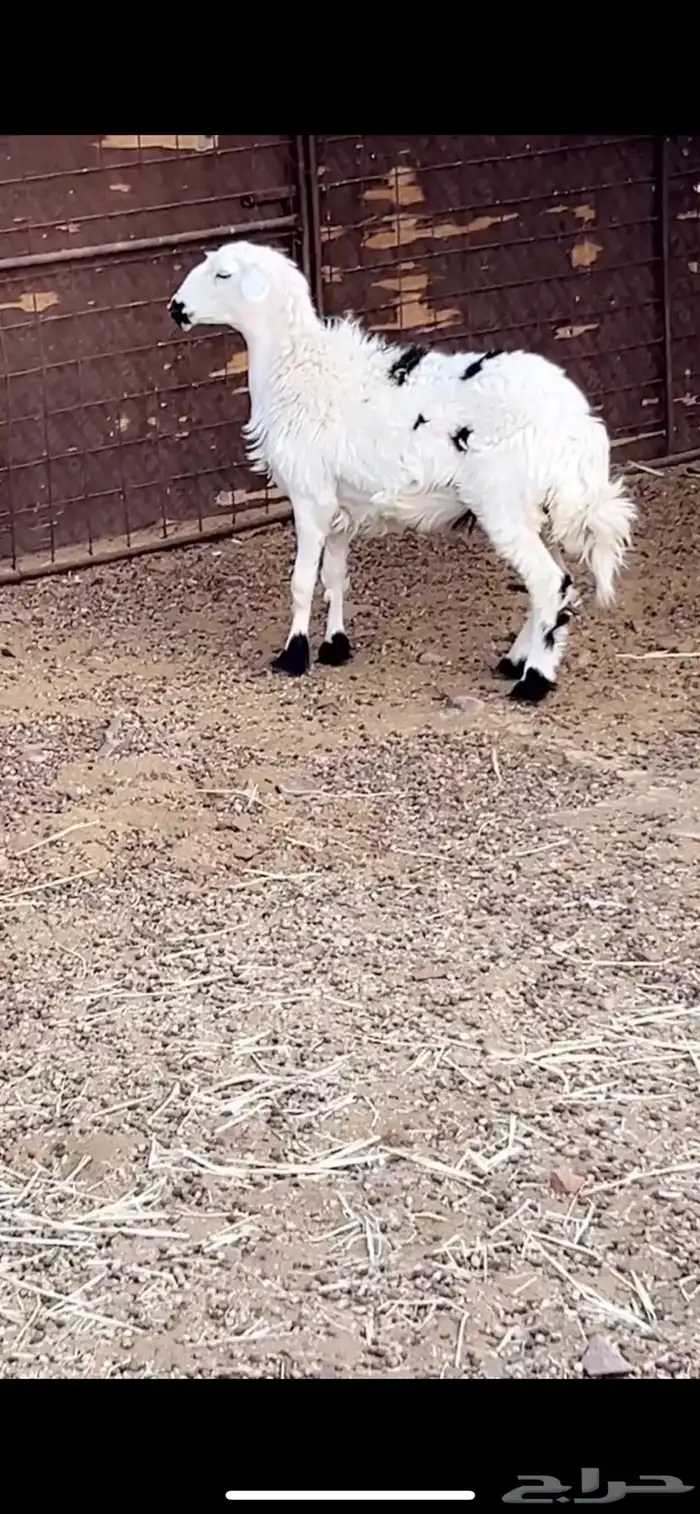 4 تيوس ور خل 3