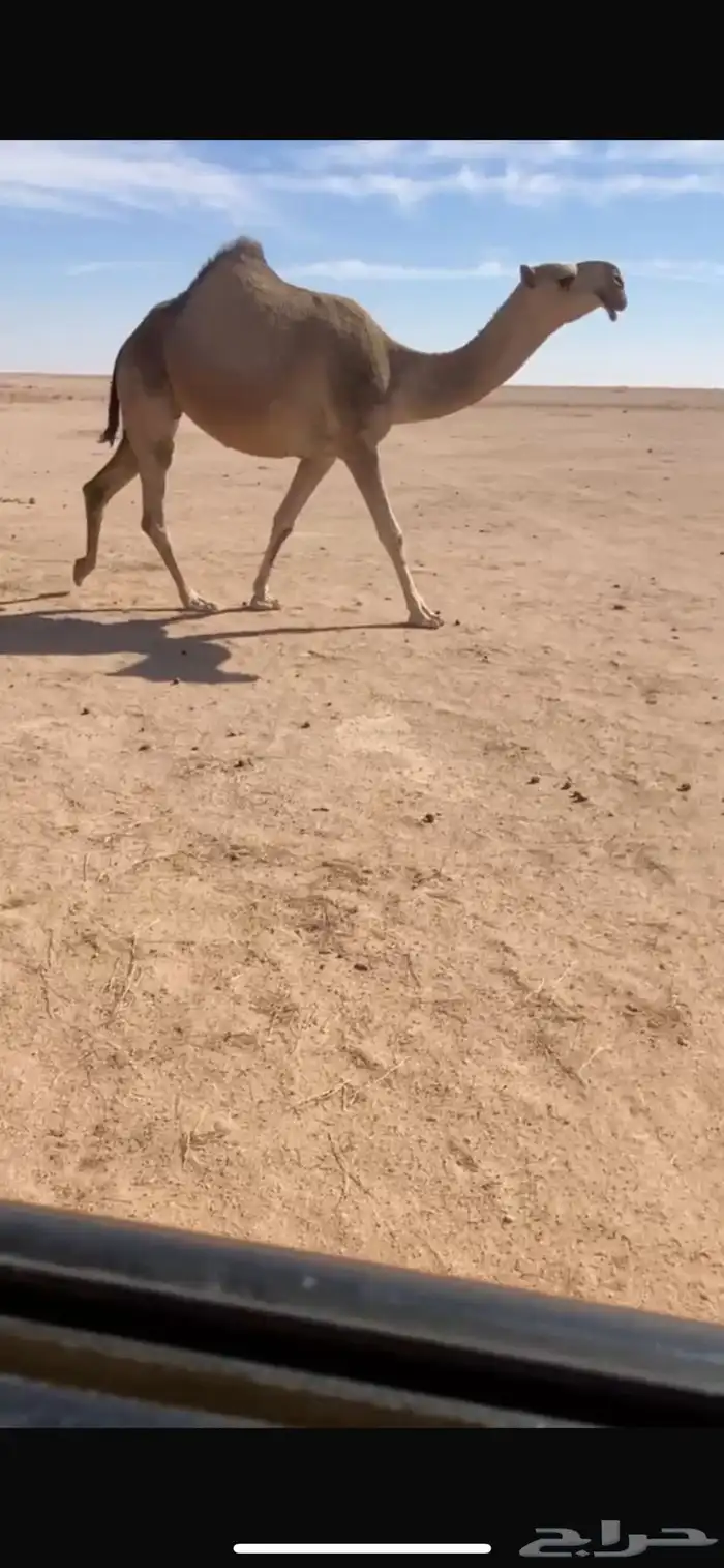 للبيع لقحه شقحا طيبه 0