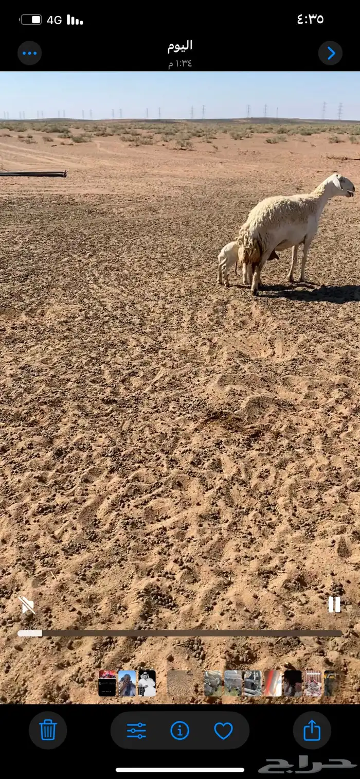 حريه سدس معها خروف سلم وروم 1