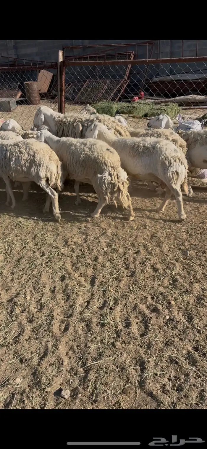 ضان حريات دفيع 18(مبيوعه) 5