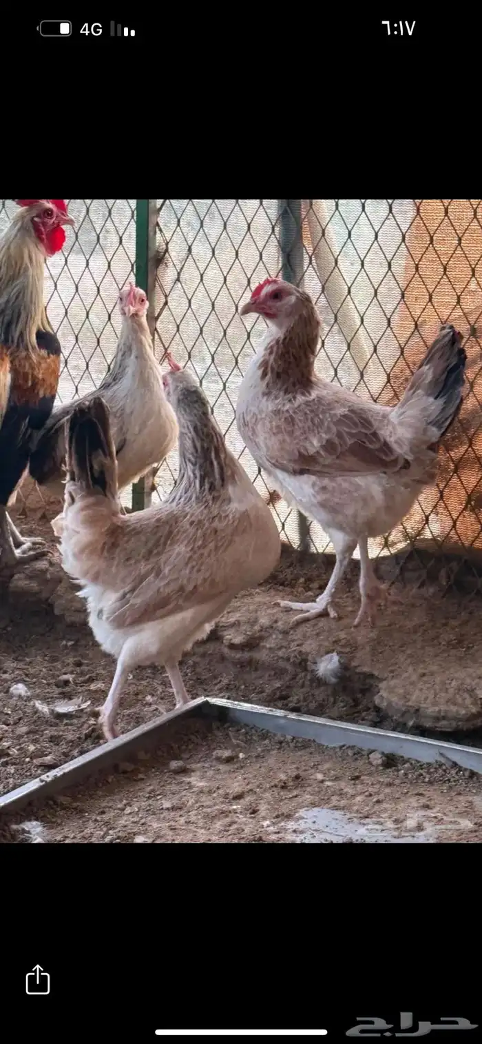 بيض دندراوي 1