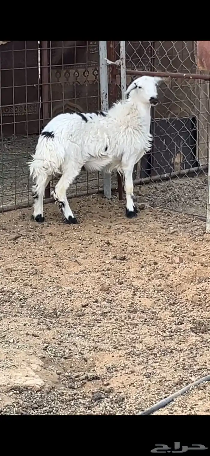 4 تيوس ور خل 4