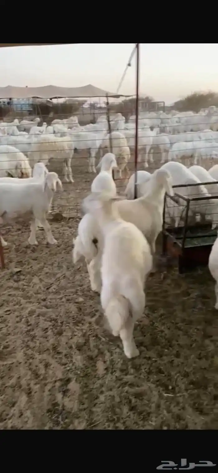 طليان مشاريع فحول 2