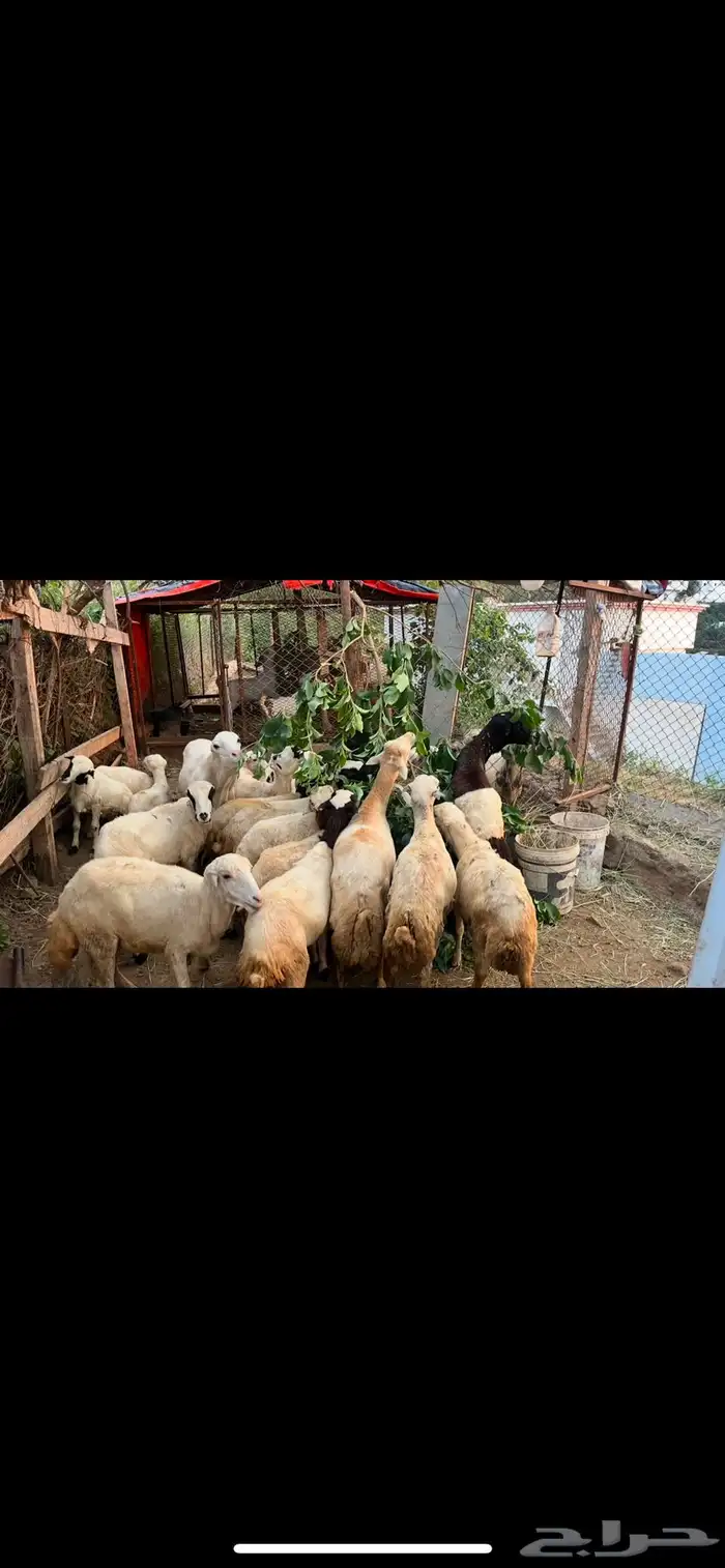 حقو فيفاء نعاج بلدي 1