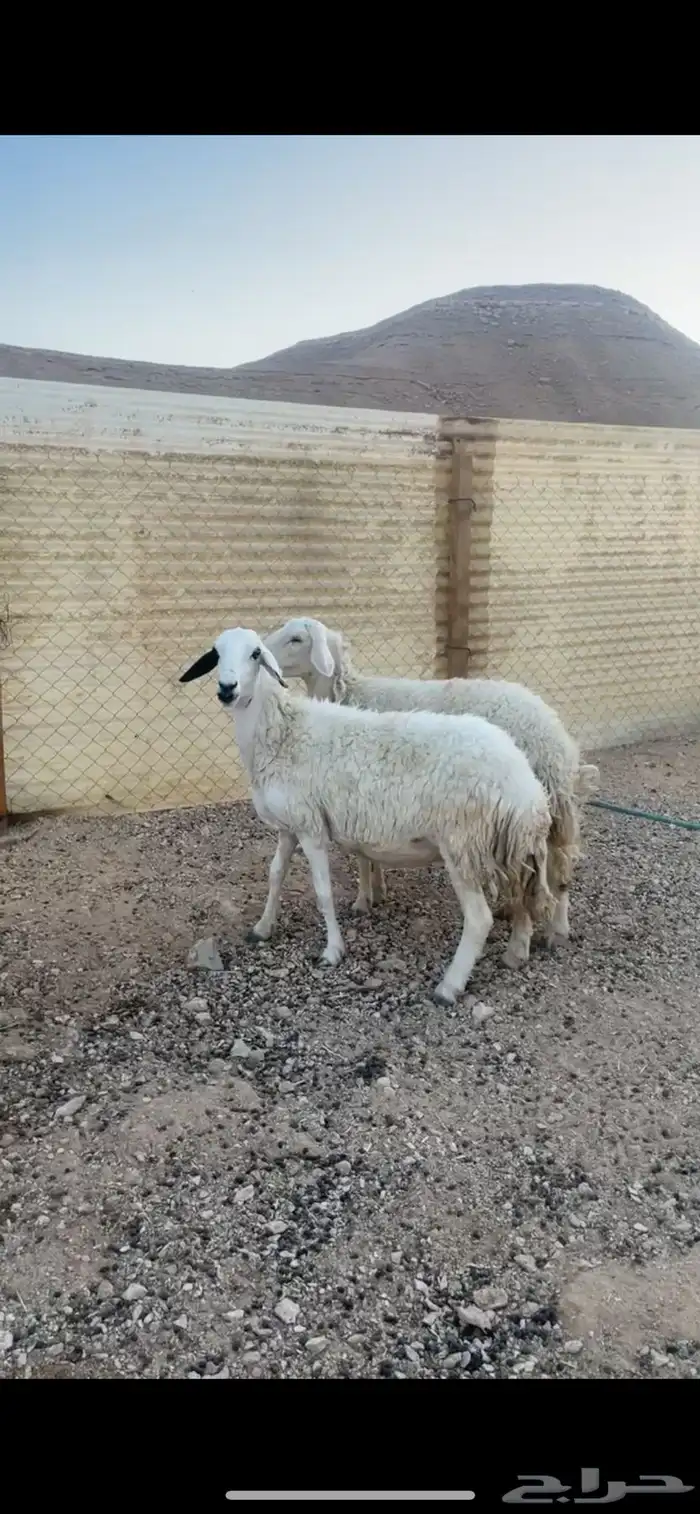 شياه حريات رباع وتامه تم البيع خارج الموقع 1