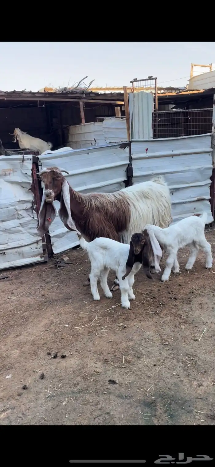 عنزين عوارض طيبات متابيع تحتها اربعه 7