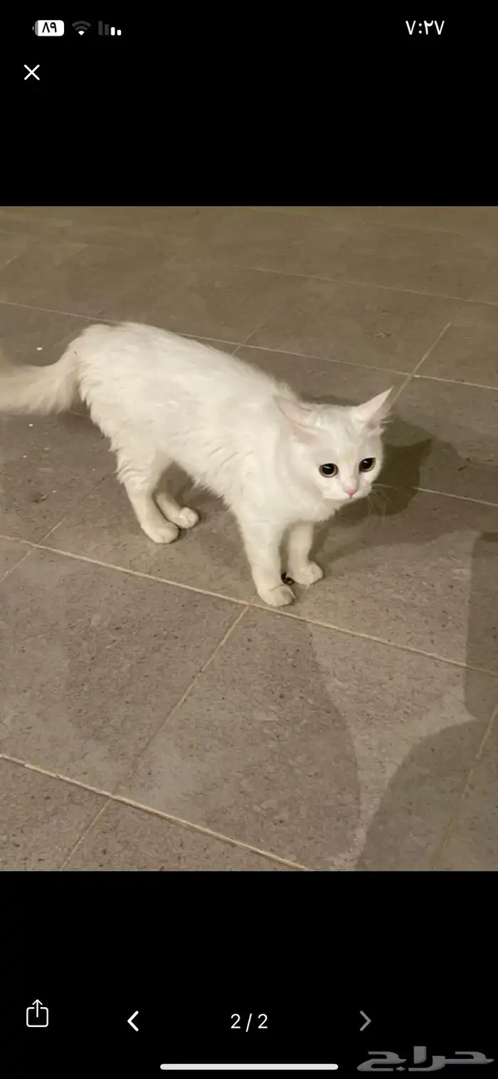 قطه الي له يتواصل خاص. 3