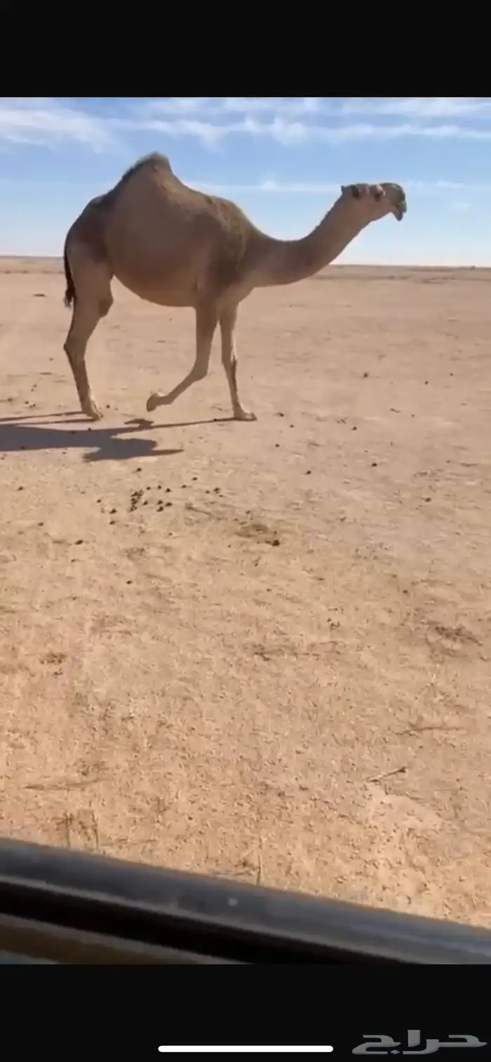 اللقحه الثنيه الكفو 0