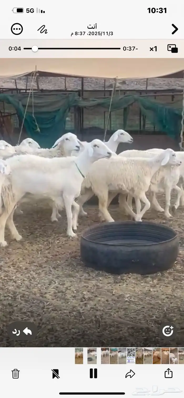 68ضان حريه معها17 5