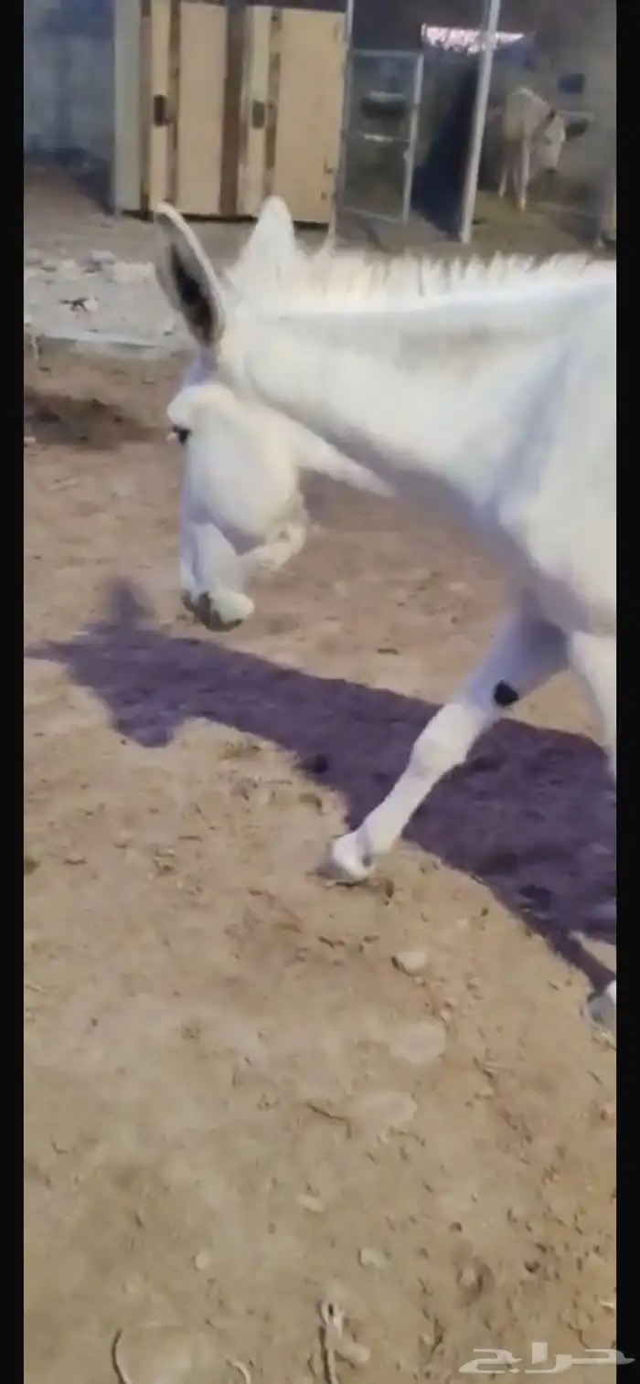 3 حمير حساوية إناث أتان 1