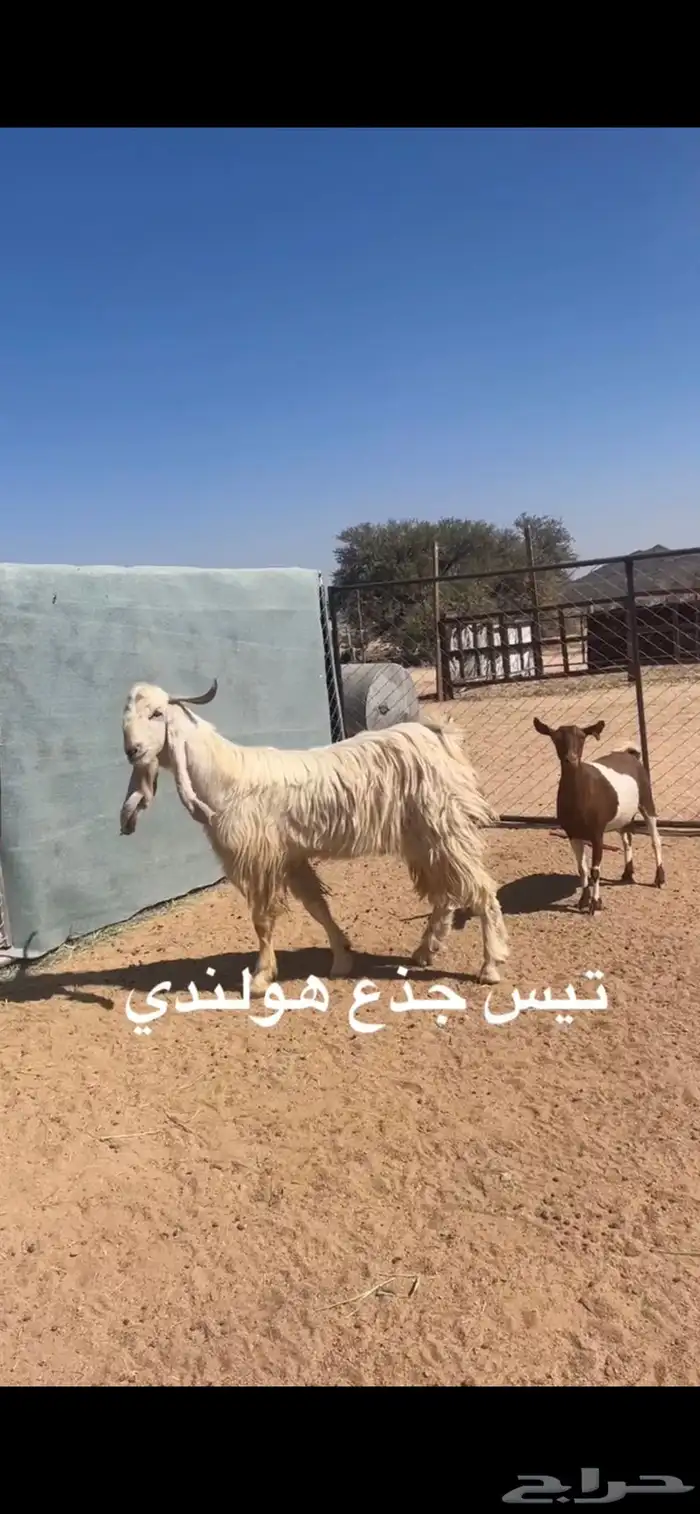 تيس هولندي 1