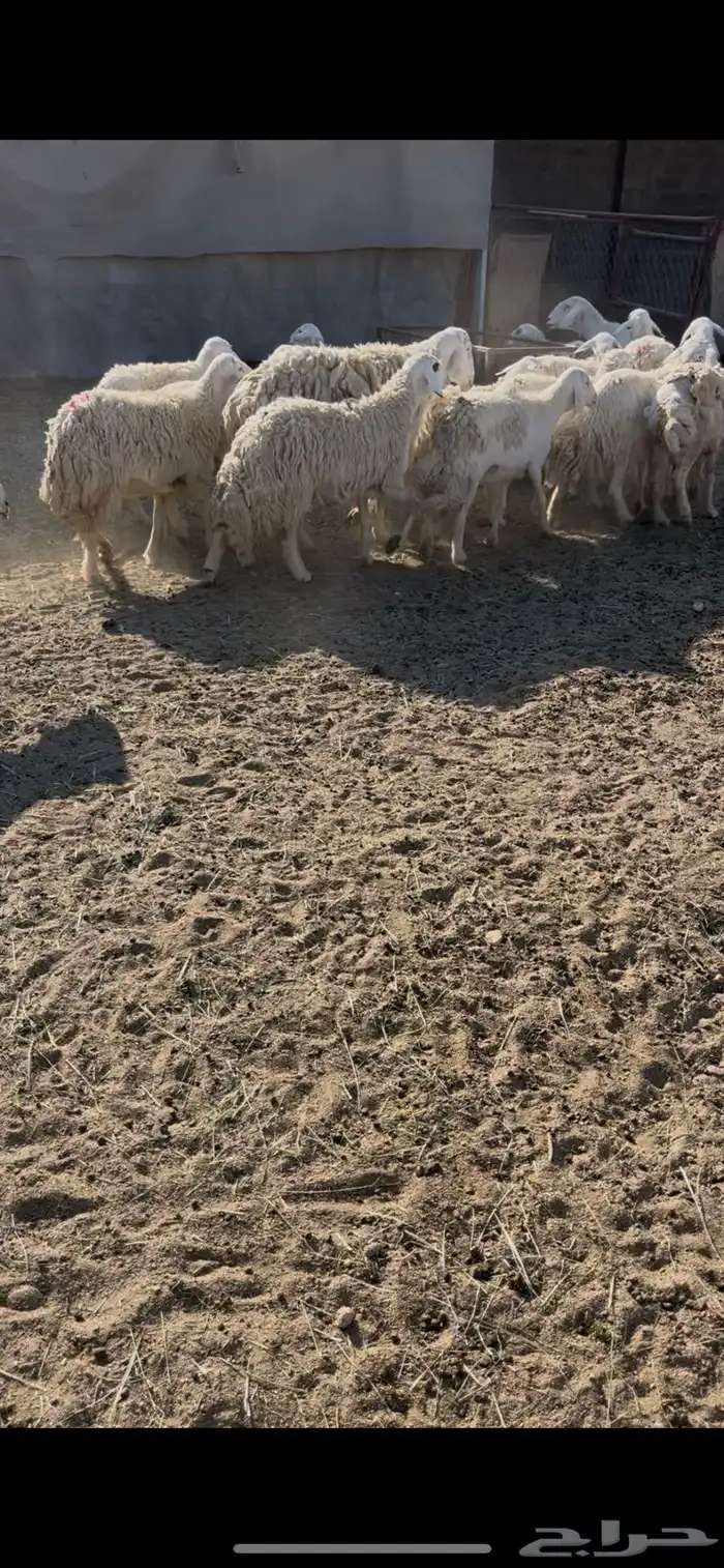 ضان حريات دفيع 18(مبيوعه) 14