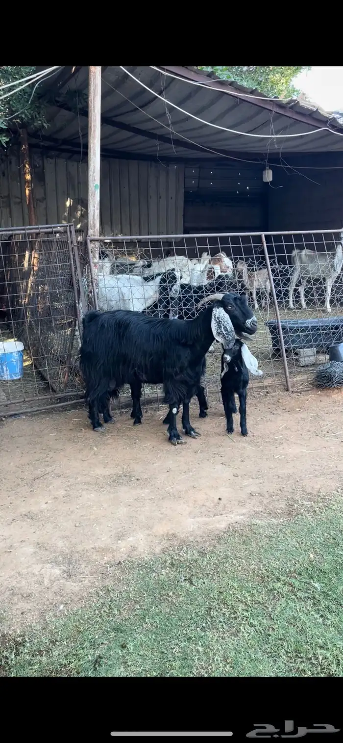 عنزين عوارض طيبات متابيع تحتها اربعه 3