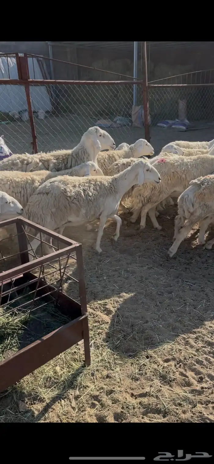 ضان حريات دفيع 18(مبيوعه) 11